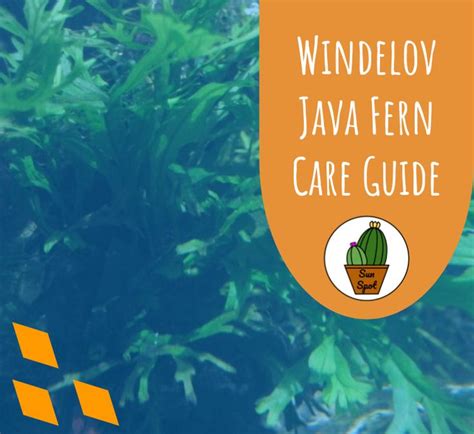 Image result for Java Fern Windelov Care