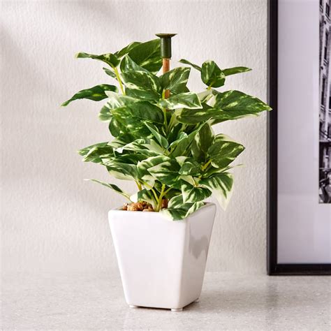 Buy Fiesta Wander Artificial Money Plant in Ceramic Pot from Home ...