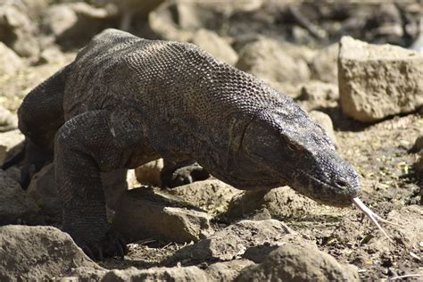 Komodo Dragon Tour Indonesia - Customized Trip