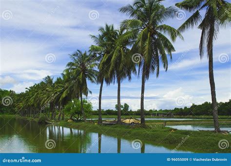 Fluffy Coco Palm Tree between Two Ponds. Rice Paddles and Palms Stock ...