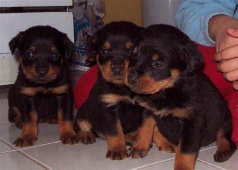 Rottweiler Welpen Ende Dezember abzugeben | kleintiermarkt.com