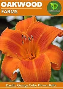 Oakwood Farms® Imported Daylily/Day Lily/Day Lilies Orange Color Flower ...