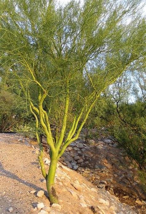Foothills Palo Verde