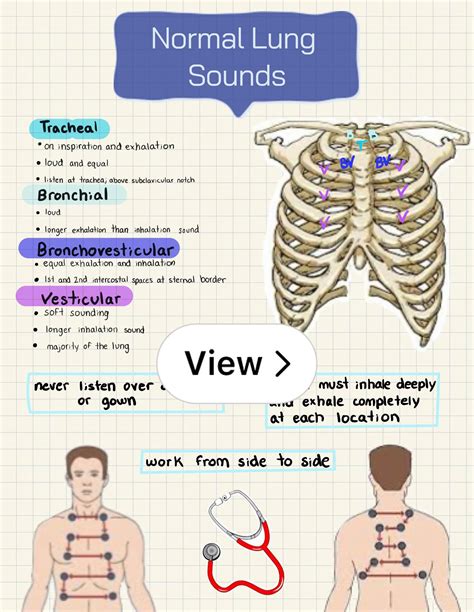Lung sounds – Artofit
