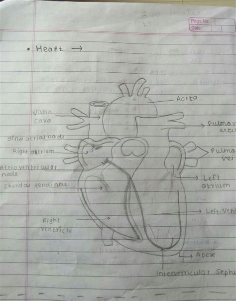 Draw diagram of heart - Brainly.in