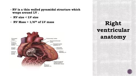 ASSESSMENT OF RV FUNCTION.pptx
