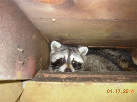 Do Raccoons Hibernate? | Raccoon Activity in Winter