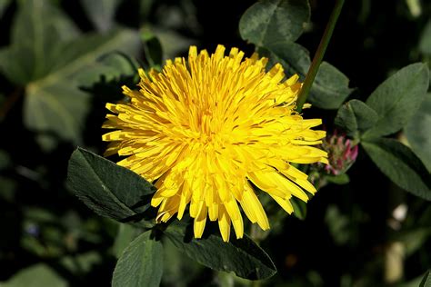 Dandelion - GrassDaddy.net - How to kill Dandelions and prevent them