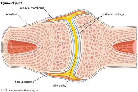Synovial layer | anatomy | Britannica