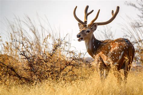 Texas Axis Deer Hunts – Concho Exotics