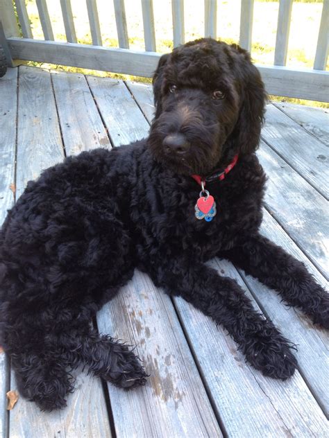 Black goldendoodle | Doodle dog, Golden doodle dog, Goldendoodle