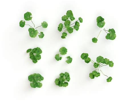 Image result for Clover Modelling