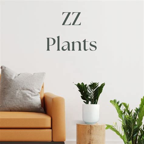 ZZ Plants – Greenkin