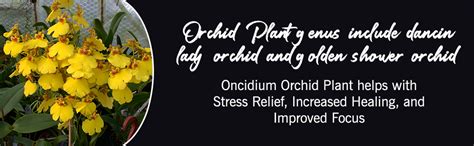 ROYAL LAND Oncidium Orchid Plant 1 live plant on Pot | Yellow Dancing ...