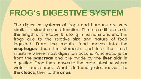 DIGESTIVE SYSTEM OF FROGS AND HUMANS.pdf