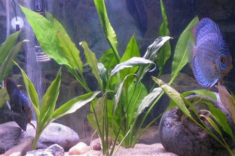 Image result for Turquoise Discus Fish