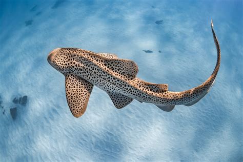 Are Leopard Sharks Friendly Fact Or Myth