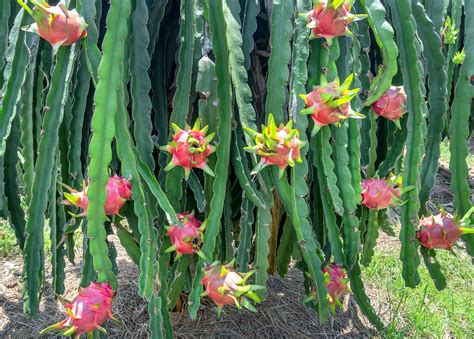 How To Grow Dragon Fruit Tree From Seeds at Hazel Phillips blog