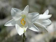 fiori bulbo fiori a bulbo bulbi caratteristiche dei fiori a bulbo fiori bulbo fiori a bulbo bulbi caratteristiche dei fiori a bulbo