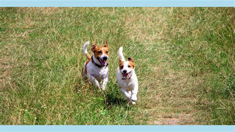 Dog Mating Behavior: Courtship Rituals and Foreplay • Doggozila Magazine