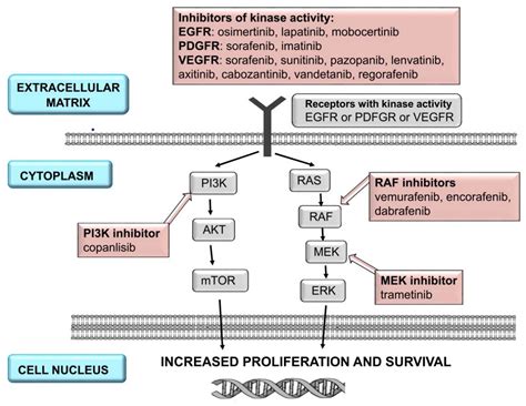 Cardiotoxicity Induced by Protein Kinase Inhibitors in Patients with Cancer