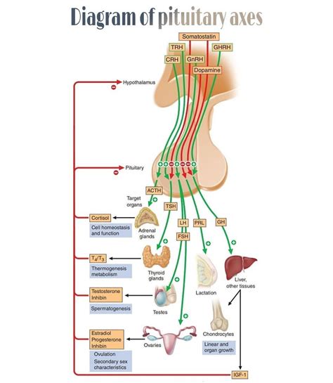 The Biomics — Diagram of pituitary axes. Hypothalamic hormones...