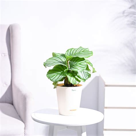 Shop for different varieties of Calathea plants from Ugaoo