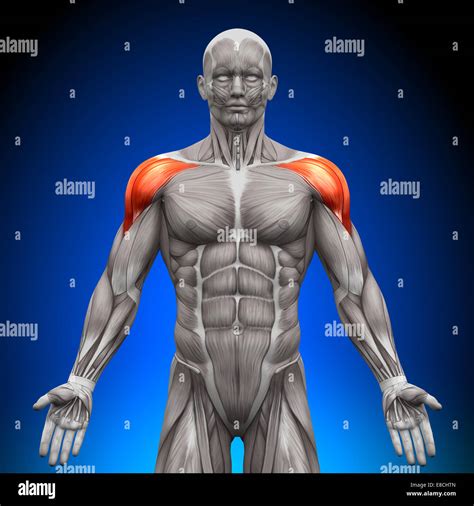 Front Shoulder Muscles Diagram Deltoid Muscle High Res Stock Images | My XXX Hot Girl - Human Anatomy Shoulder Muscles