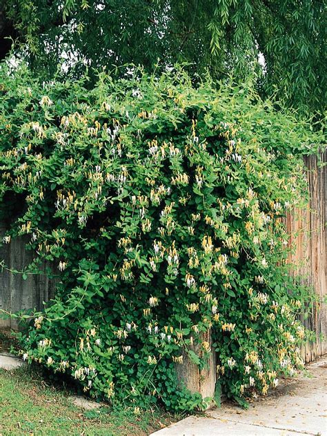 Hall's Japanese Honeysuckle | Climbing plants fence, Honeysuckle vine ...
