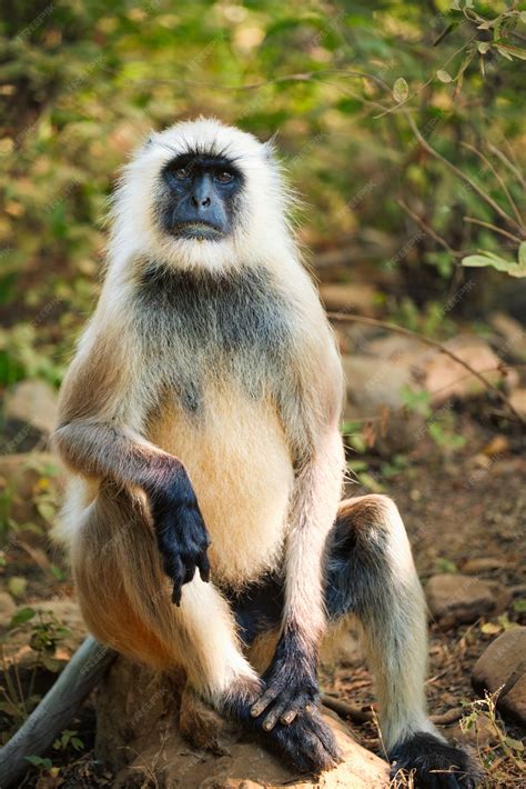 Premium Photo | Indian common gray langur or hanuman langur monkey ...