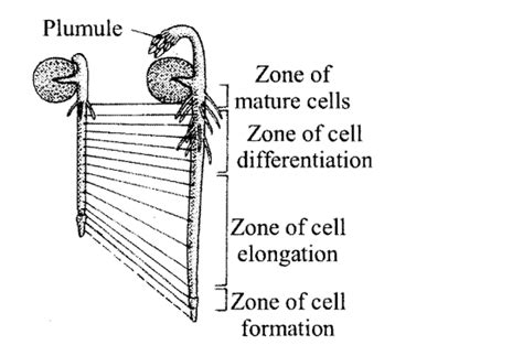 Growth and Its Phases - Biology Class 11 - NEET PDF Download