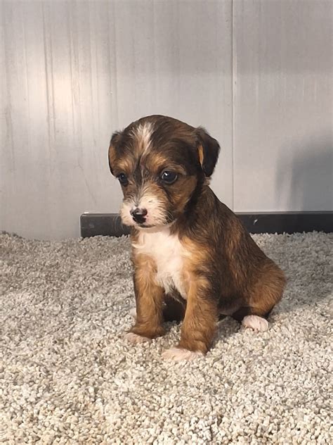Amber - Jack-A-Poo Puppy for Sale in Orwell, OH | Lancaster Puppies