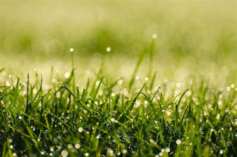 Free Images : water, nature, dew, field, lawn, meadow, sunlight ...