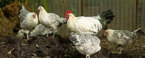 Zweinutzungshuhn: Das verbirgt sich dahinter | agrarheute.com