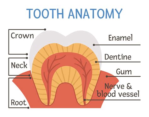Gum Anatomy