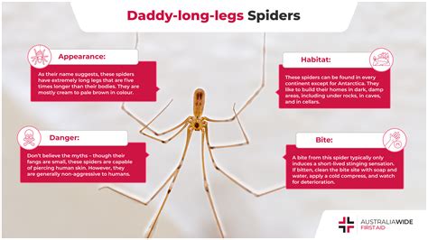 Daddy Long Legs Spider Bite Make Room For Daddy, Who Will Cause No