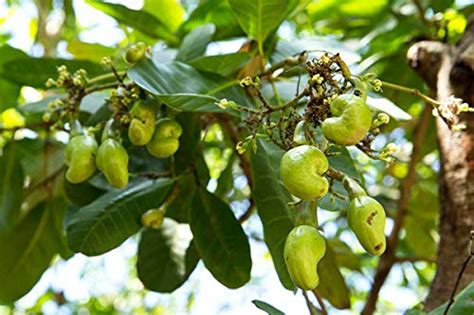 Plants Point High Yielding Hybrid Rare Anacardium occidentale"Cashew ...
