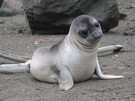 What Is Baby Seal Called In French at Eloise Rameriz blog