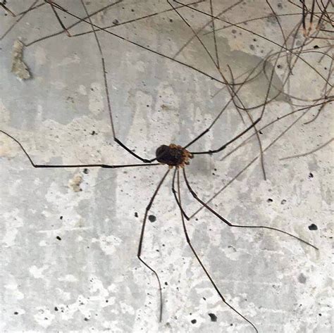 Largest Daddy Long Legs