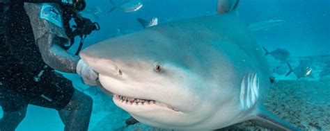 牛鲨和大白鲨哪个厉害？牛鲨吃什么食物 - 农敢网