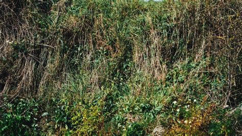 Plant Community 的图像结果