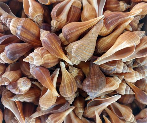 Image result for How Are Conch Shells Formed