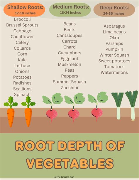 Root Depth for Raised beds | Vegetable garden planner, Vegetable garden, Root vegetables garden