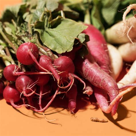 Why Are Radishes Hot at Bridget Huizenga blog