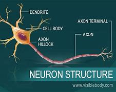 neuron 的图像结果