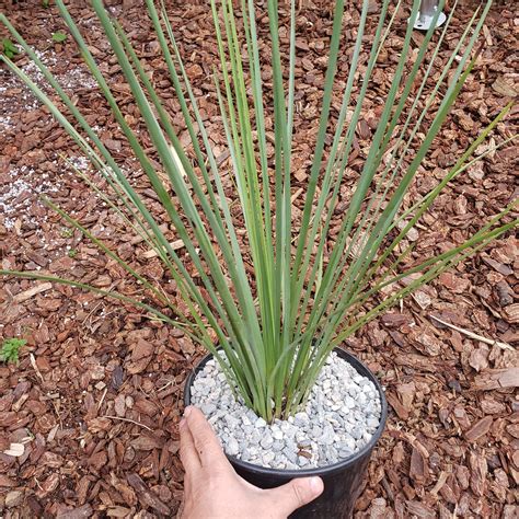 Chaparral Yucca Info - Shop Online at Planet Desert