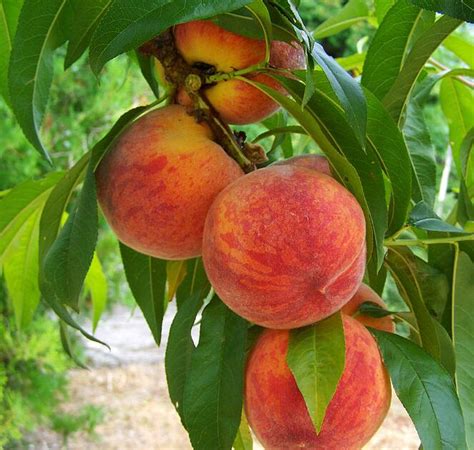 女人梦见满树的桃子是什么意思 梦见满树的桃子预兆什么 - 万年历