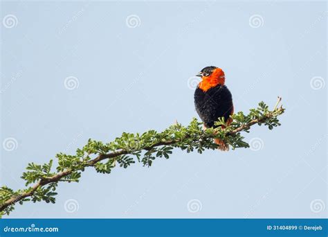 Black-winged Red Bishop stock image. Image of animal - 31404899
