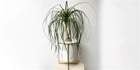 Ponytail Palm: Plant Care and Growing Guide | Plantcarefully