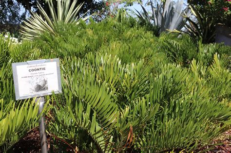Gardening with Florida Native Plants - UF/IFAS Extension Hillsborough County